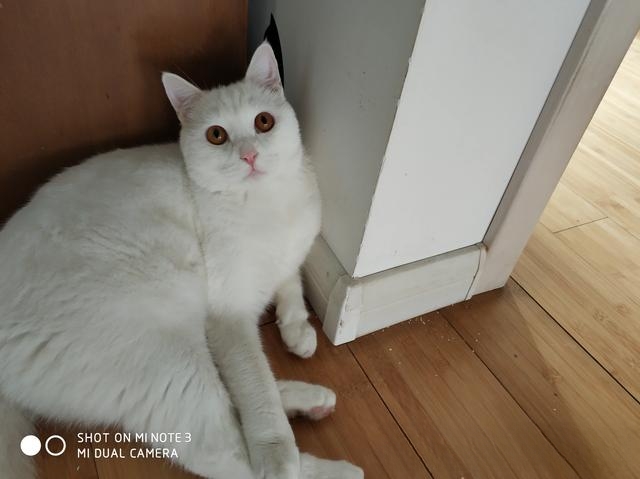 女友朋友圈全是猫咪图片,能看出她是什么类型的人吗?