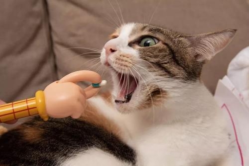 猫驱虫的正确方法？