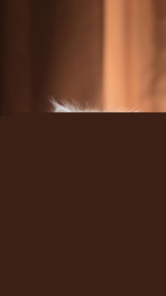 一个月的小猫怎么养活，一个月的猫能养活吗？