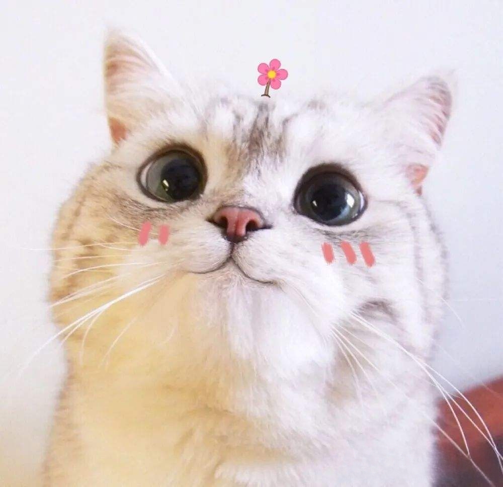 猫咪埋在土里多久会消失？