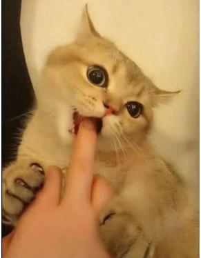 怎么判断猫咪是否信任你?