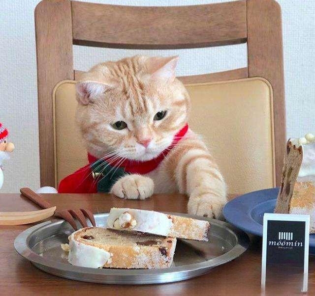 猫爱吃什么你知道吗?