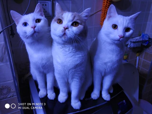 女友朋友圈全是猫咪图片,能看出她是什么类型的人吗?