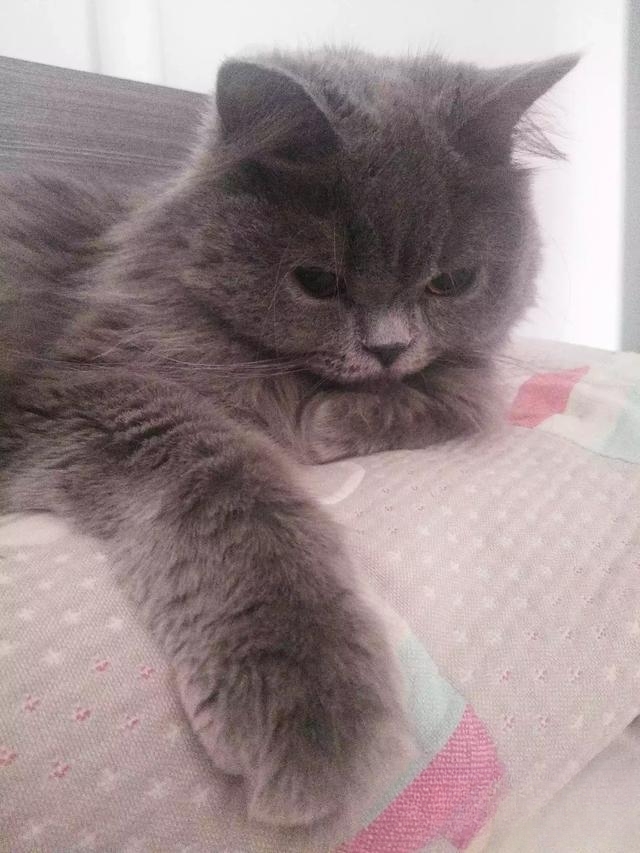 猫爱吃什么你知道吗?