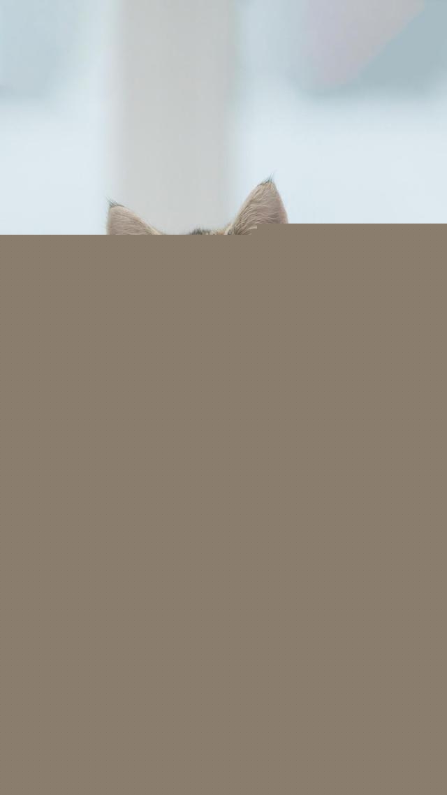 一个月的小猫怎么养活，一个月的猫能养活吗？