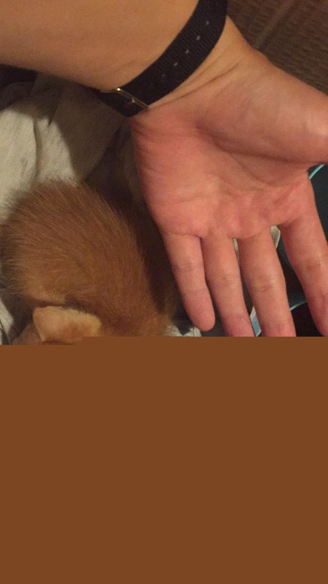 一个月的小猫怎么养活，一个月的猫能养活吗？