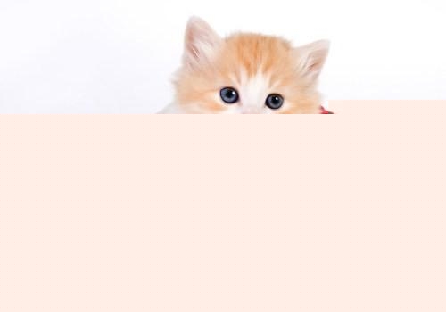 猫咪感冒时的症状，猫咪感冒会有什么症状表现？