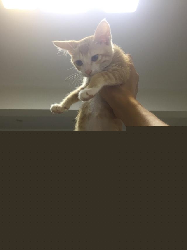 一个月的小猫怎么养活，一个月的猫能养活吗？