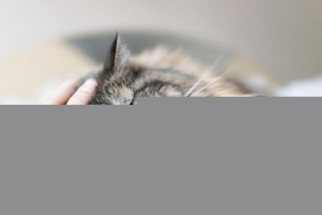 怎么判断猫咪是否信任你？