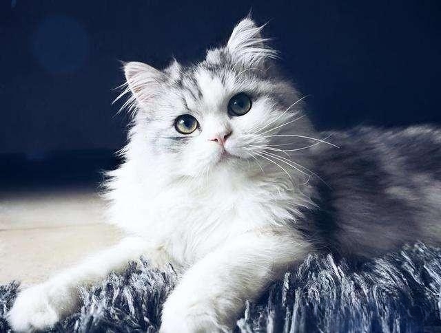 如何治猫口炎?
