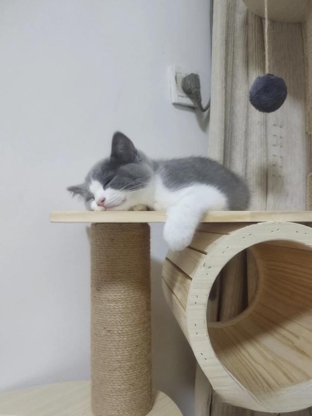 怎样与陌生的猫沟通?