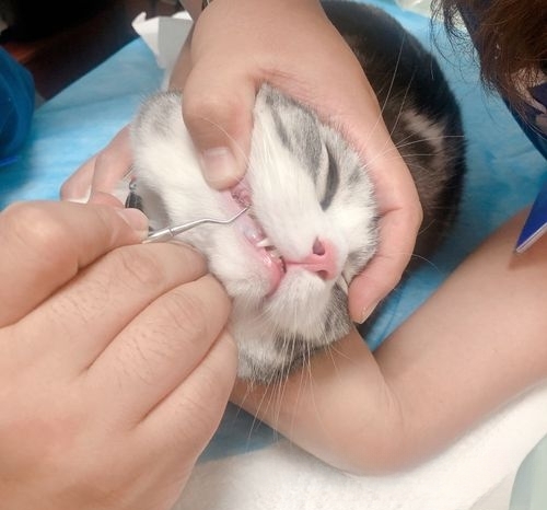 猫咪长牙结石怎么办?