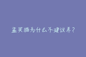 孟买猫为什么不建议养?