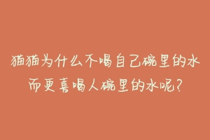 猫猫为什么不喝自己碗里的水而更喜喝人碗里的水呢?
