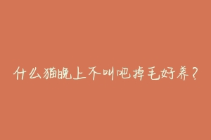什么猫晚上不叫吧掉毛好养?