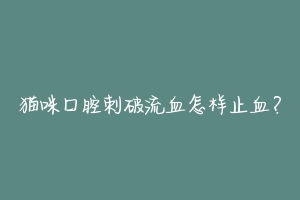 猫咪口腔刺破流血怎样止血？