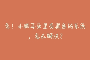 急！小猫耳朵里有黑色的东西，怎么解决？