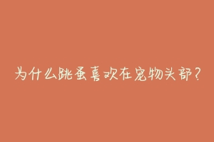 为什么跳蚤喜欢在宠物头部？