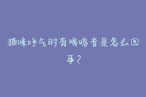 猫咪呼气时有喘鸣音是怎么回事?