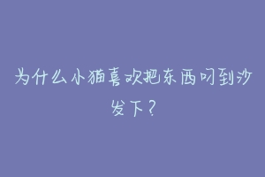 为什么小猫喜欢把东西叼到沙发下?