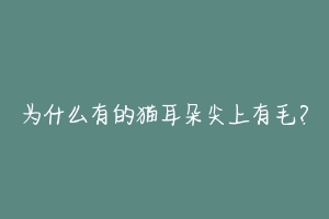 为什么有的猫耳朵尖上有毛?