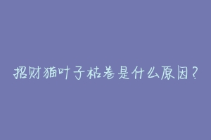 招财猫叶子枯卷是什么原因?
