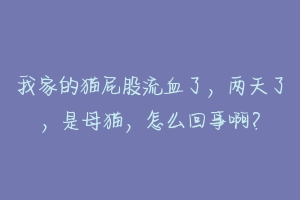 我家的猫屁股流血了,两天了,是母猫,怎么回事啊?