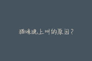 猫咪晚上叫的原因?