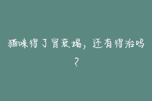 猫咪得了肾衰竭,还有得治吗?