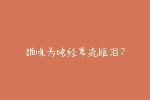 猫咪为啥经常流眼泪?