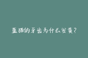 蓝猫的牙齿为什么发黄?