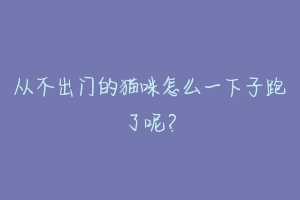 从不出门的猫咪怎么一下子跑了呢?
