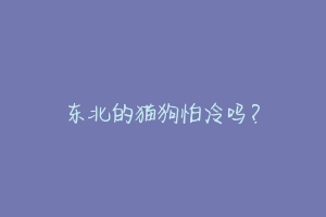 东北的猫狗怕冷吗?
