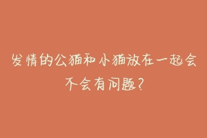 发情的公猫和小猫放在一起会不会有问题?