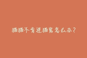 猫猫不肯进猫窝怎么办?
