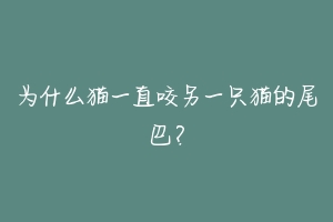 为什么猫一直咬另一只猫的尾巴?