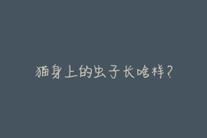 猫身上的虫子长啥样?