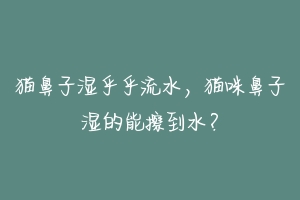 猫鼻子湿乎乎流水,猫咪鼻子湿的能擦到水?