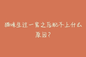 猫咪生过一窝之后配不上什么原因?