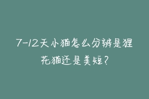 7-12天小猫怎么分辨是狸花猫还是美短?