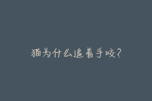 猫为什么追着手咬?