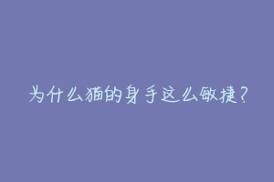 为什么猫的身手这么敏捷?