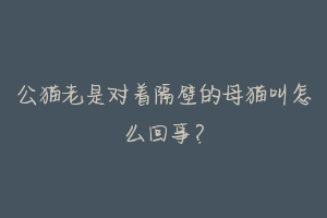 公猫老是对着隔壁的母猫叫怎么回事?