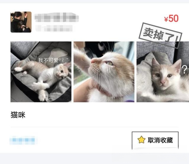 宠物领养是在哪些平台比较靠谱？