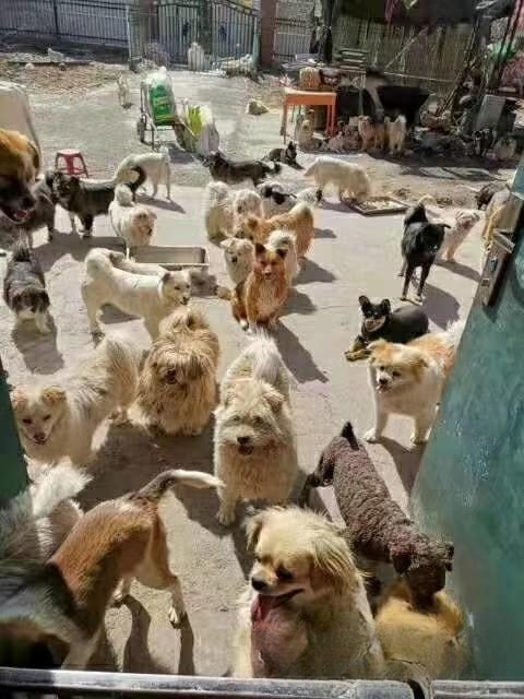 宠物领养是在哪些平台比较靠谱？