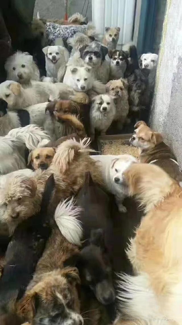 宠物领养是在哪些平台比较靠谱？