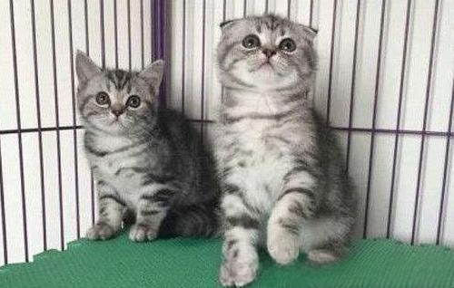 猫咪鼻支炎后遗症还会传染给别的小猫么？
