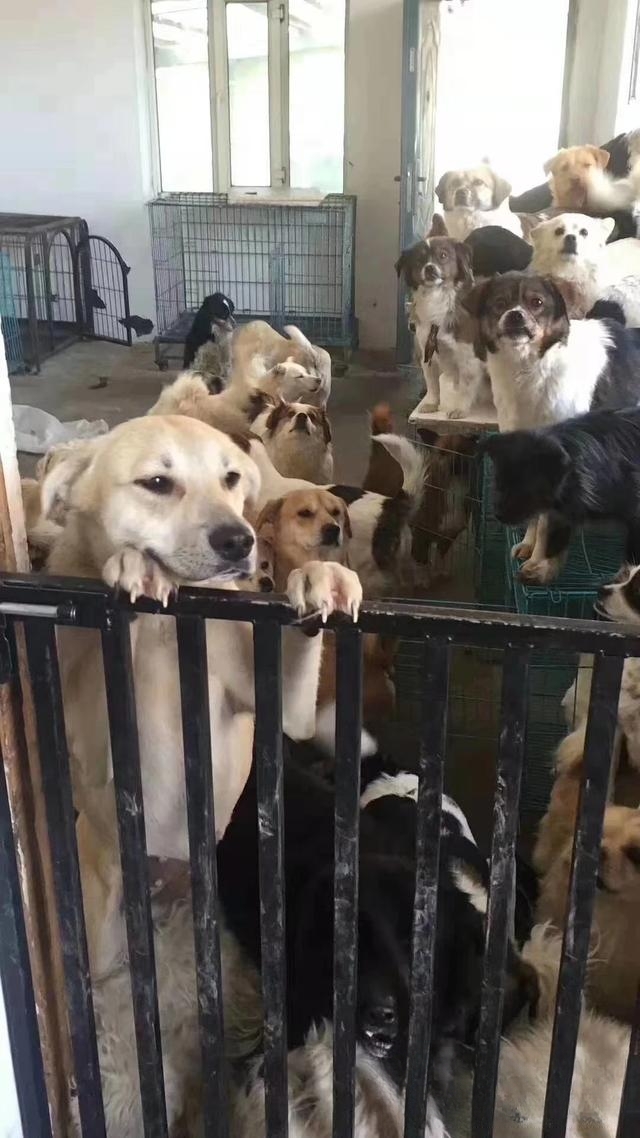 宠物领养是在哪些平台比较靠谱？