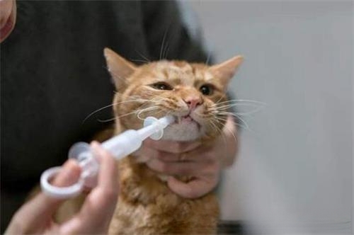 猫咪鼻支炎后遗症还会传染给别的小猫么？