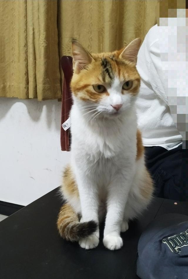 为什么那么多人喜欢猫?
